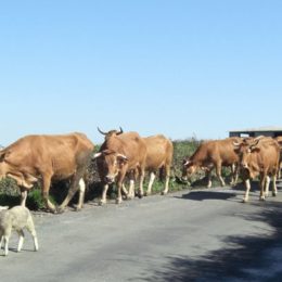 Camino-Primitivo The-Original-Way