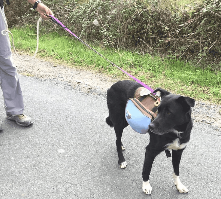 Kids on the Camino Animal Spotting