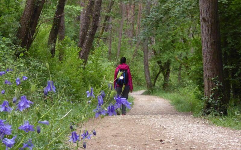 pilgrims walking the Camino in a forest