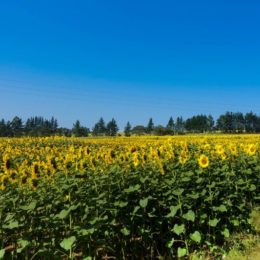 Camino Frances sunflowers field