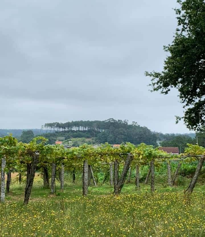 a picture of vineyards