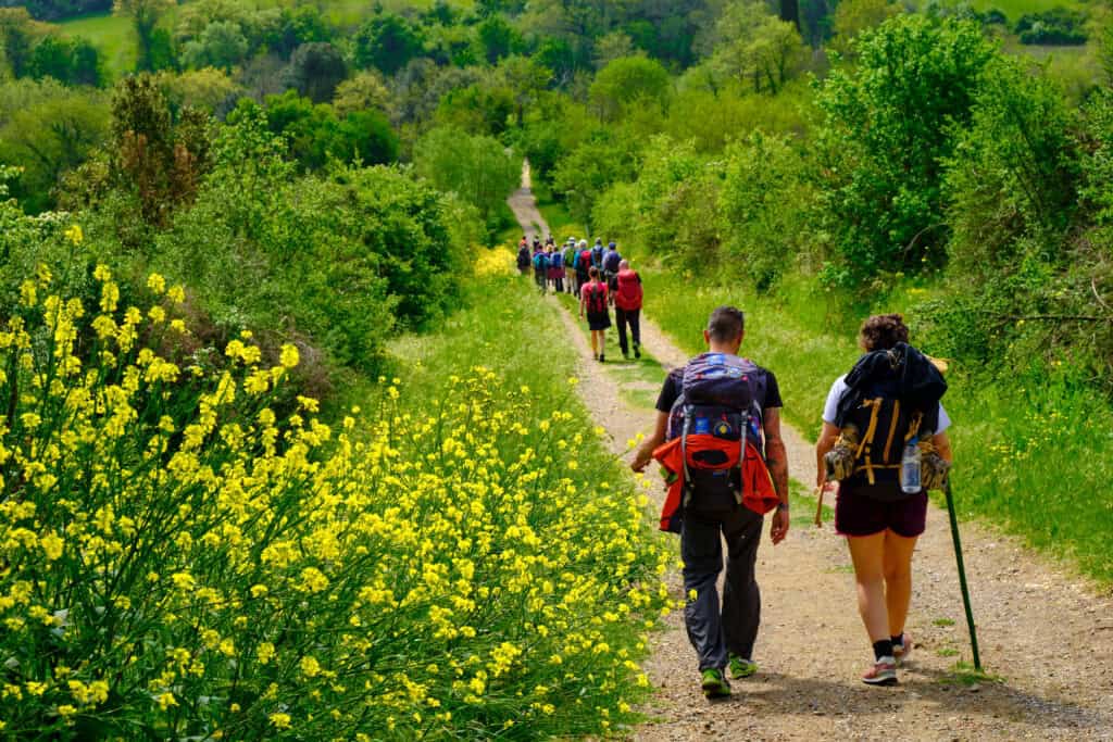 Pilgrims walking on the Camino surrounded by yellow wildflowers